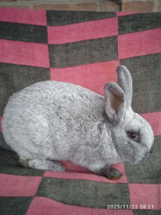 Кролі породи Велике світле срібло
