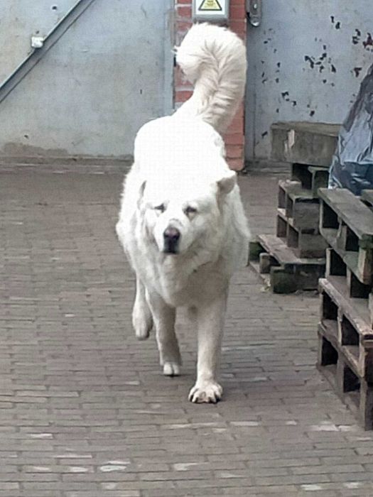 Алабай 3 роки...віддам як охоронця