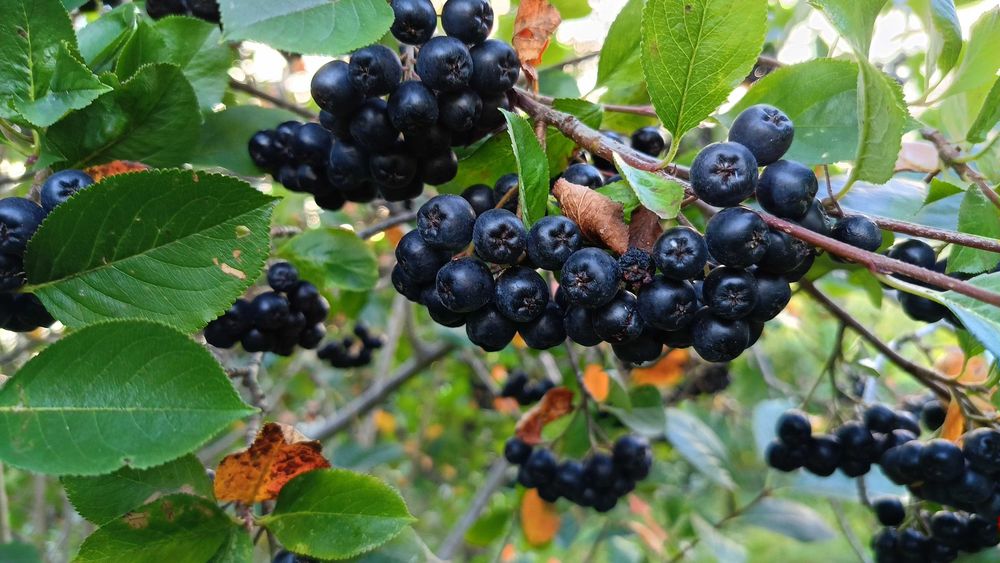 Aronia ekologiczna świeżo zbierana!