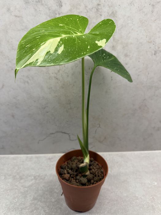 Monstera thai constelation