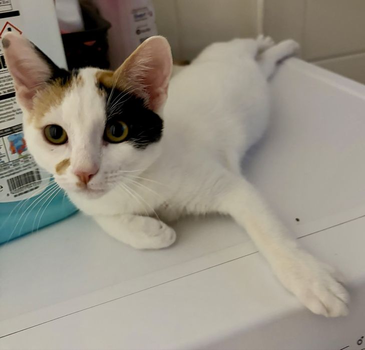 Gata fêmea para adoção responsável