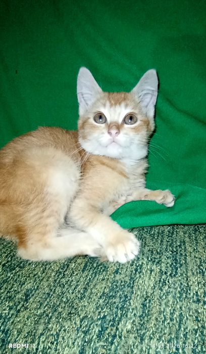 Котик скоттіш страйт