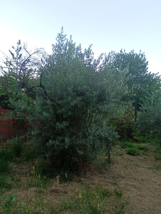 Oliveiras  ( Olea europaea )