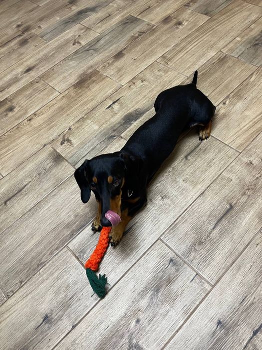 Вязка! Чистокровна такса! Хлопчик