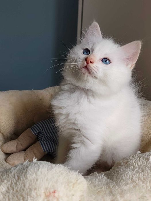 Kocurek - kot rasy  Ragdoll po przebadanych rodzicach