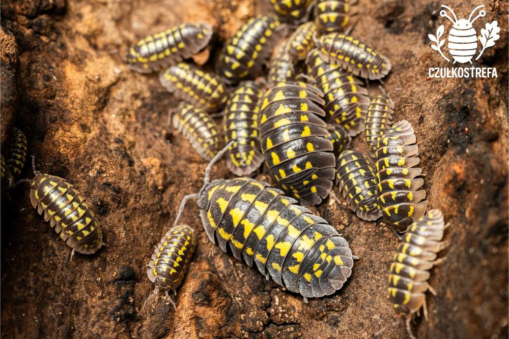 Isopody Armadillidium gestroi 15 szt