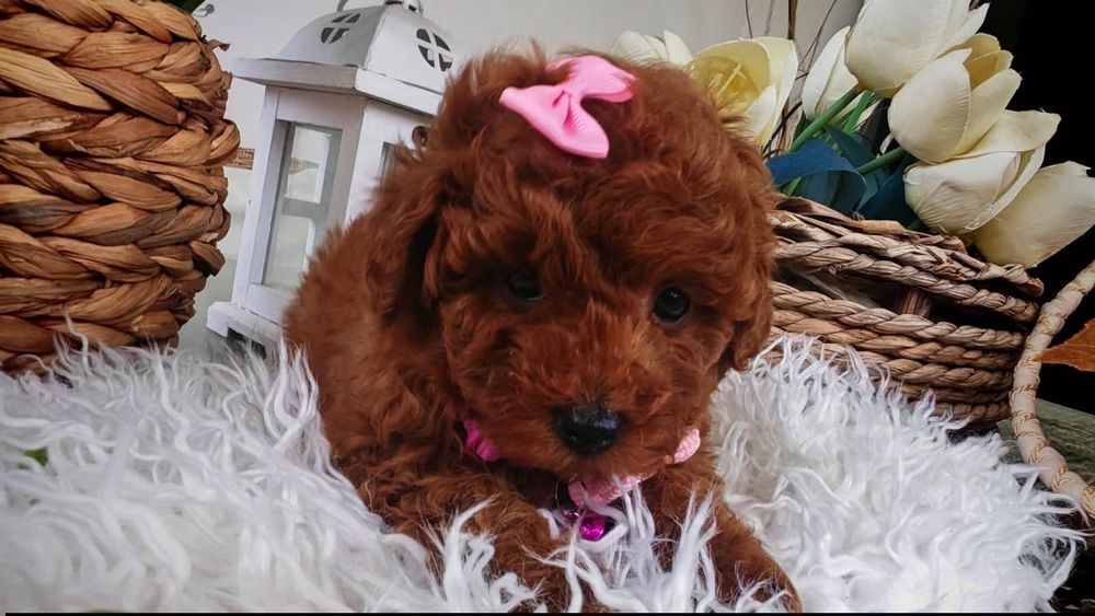 Дівчинка той пудель ред браун насичений