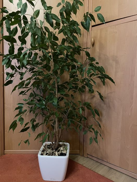 Продам фікус бенджаміна ,висота 100 см