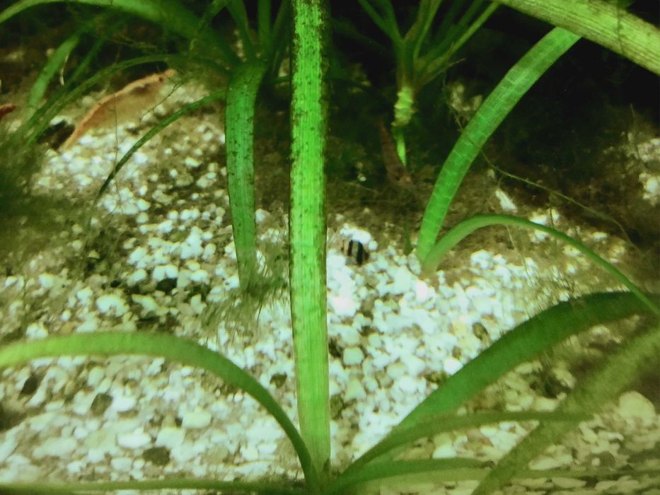 ślimak Helena, różne rozmiary