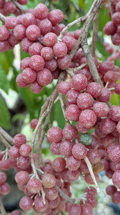 Planta exótica silverberry. Produz bagas comestiveis