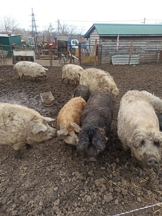 венгерская мангалица  кнур и свиноматка