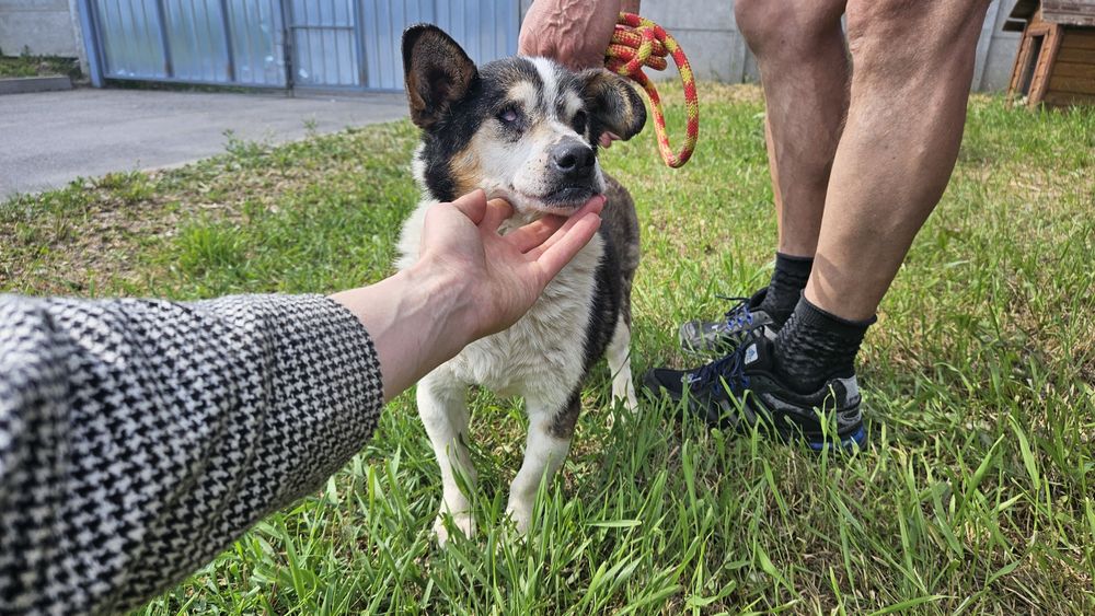 Старенький песик шукає люблячу Людину!