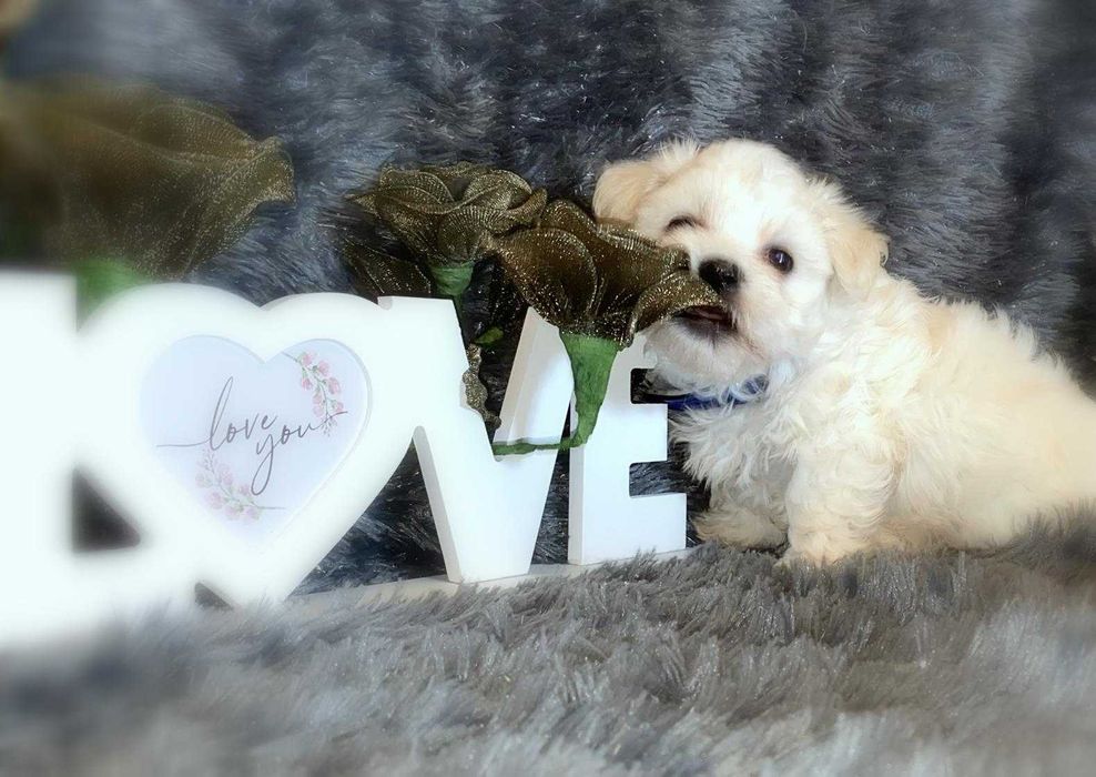 Szczeniak Maltańczyk