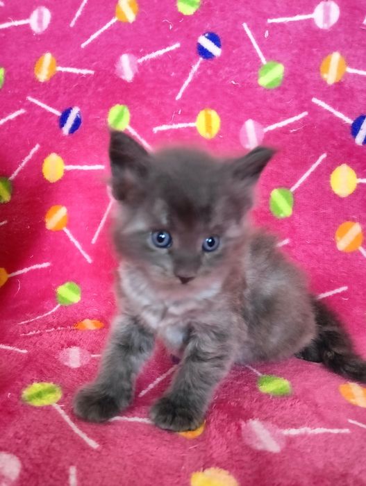 Maine coon niebieski dymny solid  kocur do hodowli FPL bez obostrzeń