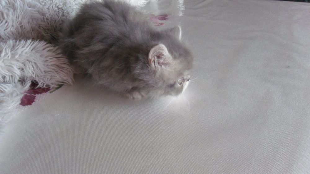 Gato persa macho