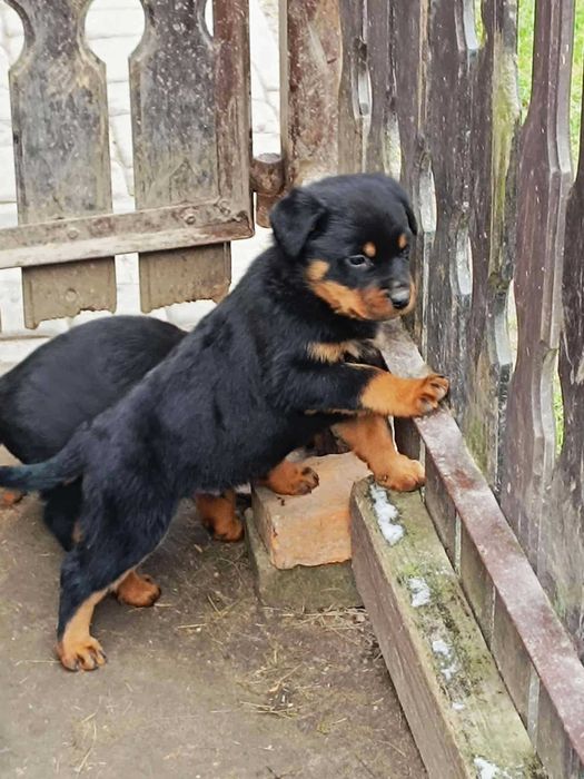 Rottweiler z Rodowodem kolejne z miotu