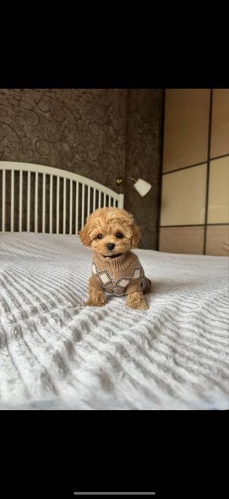 +Мальтипу супер міні на ПодаруноК