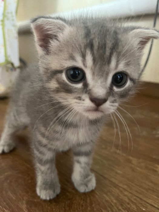 Продам котика (веслоухий британець)