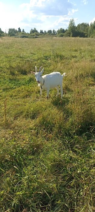 Продам козу дойну и також козенят