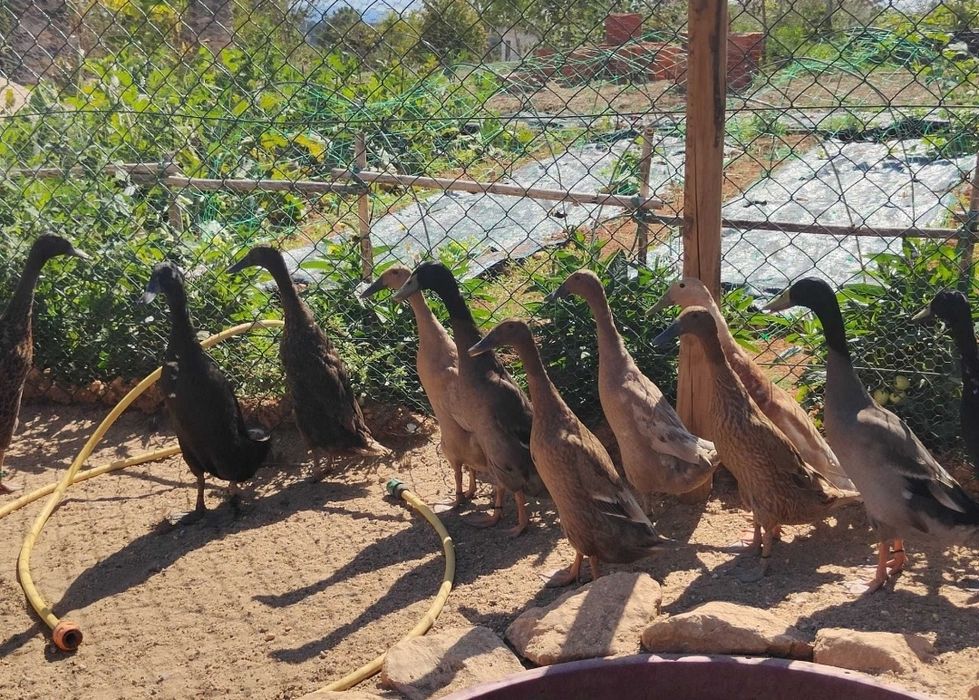 Ovos galados de patos corredores da Índia *LER DESCRIÇÃO*