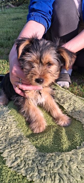 Yorkshire Terrier