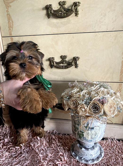 Йорки гарнесенькі