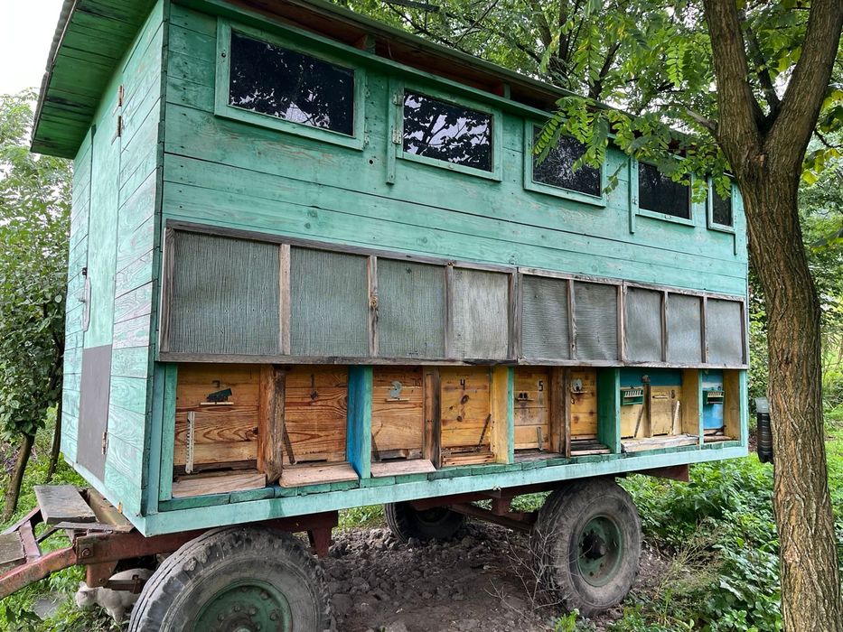 Павільйон для бджіл разом із бджолами