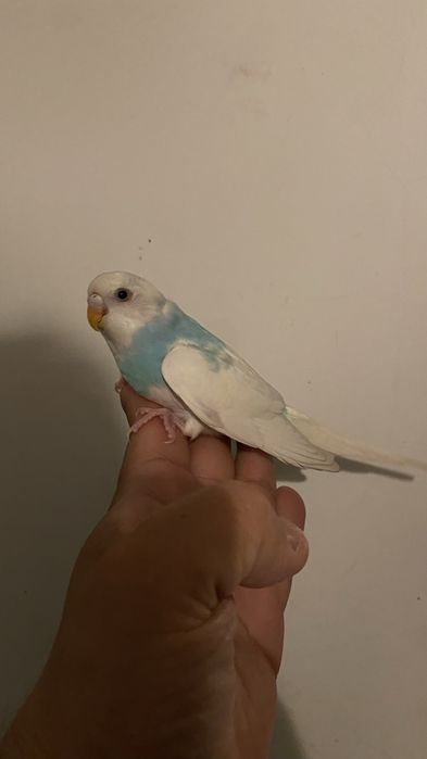 Fantastico Periquito domesticado - baixa de preço