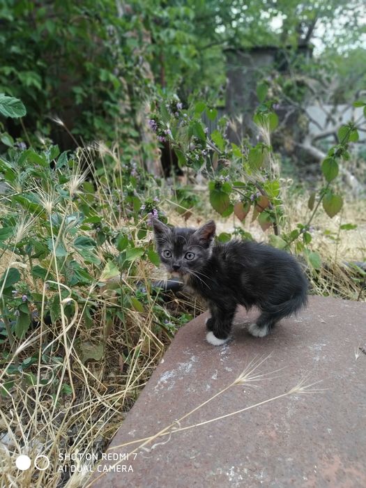 Кошенята в добрі руки!