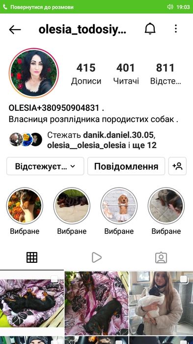 Продаються довгошерсті  карликові мііні такс