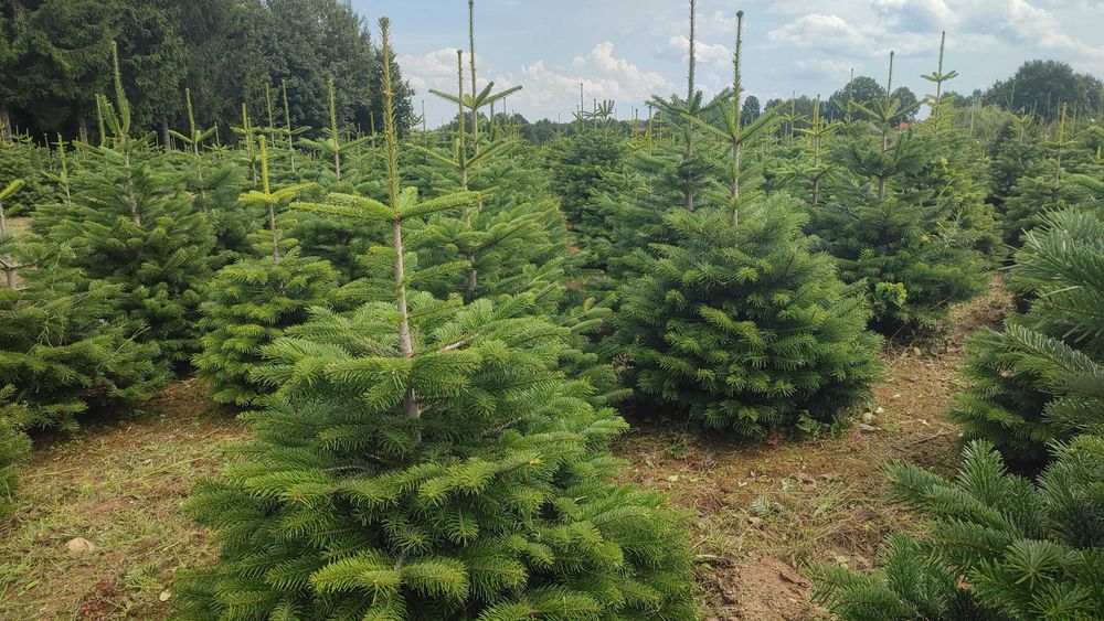 JODŁA KAUKASKA kopana w donicy 60-150cm. Choinki, plantacja choinek
