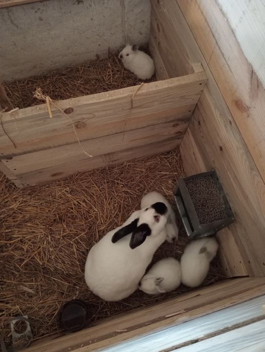 Продам кролі, кроликі
