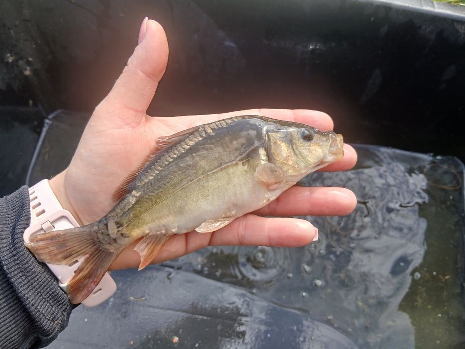 Karp 15-20cm lin amur sandacz