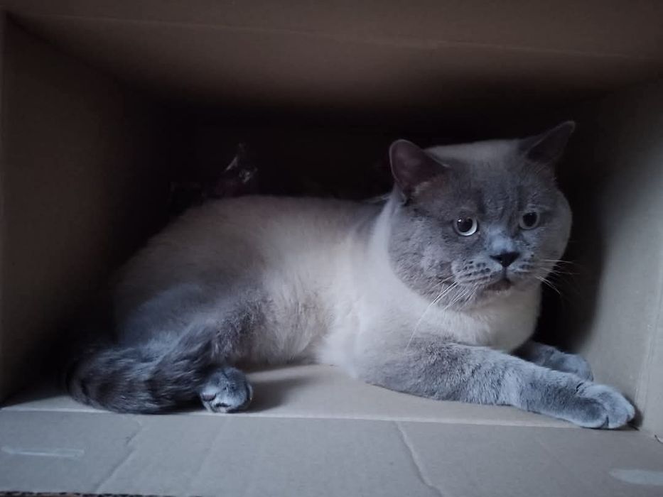 В'язка з прямовухий Шотландським котиком