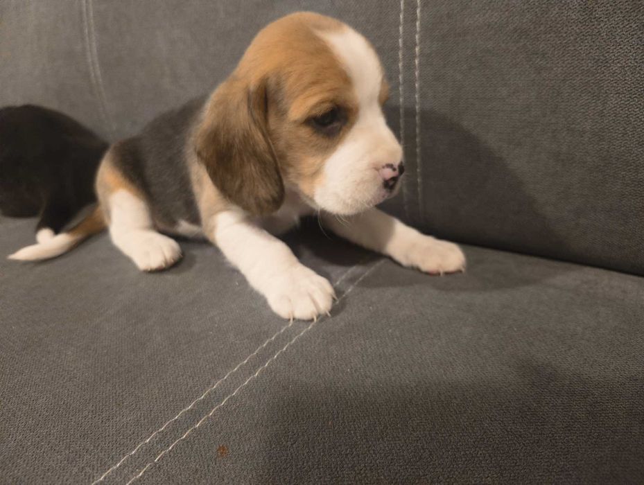 Beagle hodowlany- ostatnie