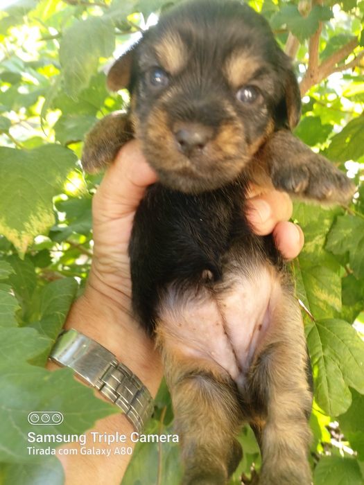 Lindo cachorrinho Yorkshire terrier