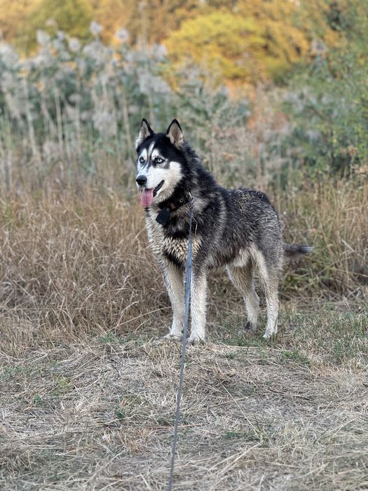 Хаскі кобель на вʼязку