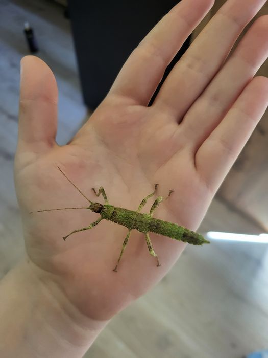 Młode straszyki nowogwinejskie
