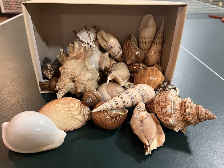Muszle morskie ozdobne