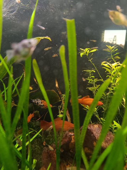 Sprzedam akwarium z życiem