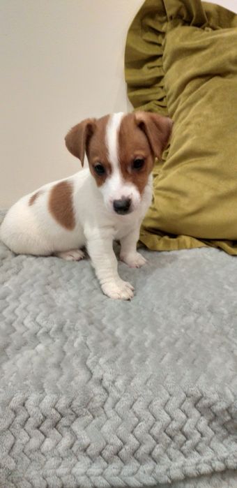 Jack Russell terier gładkowlose piesek