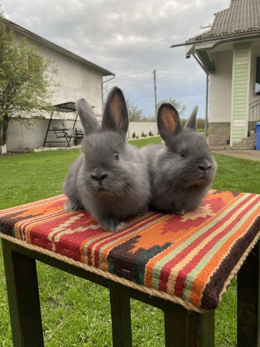 Віденські блакитні самчики