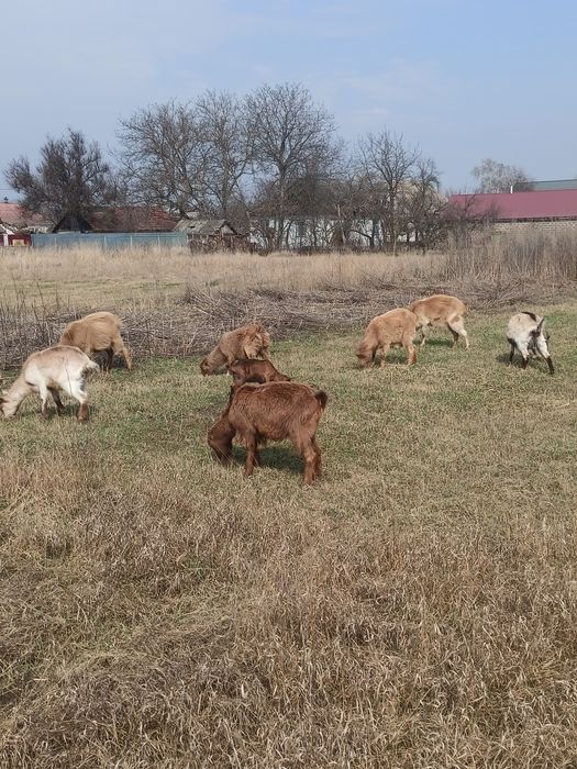 Продам домашні кози