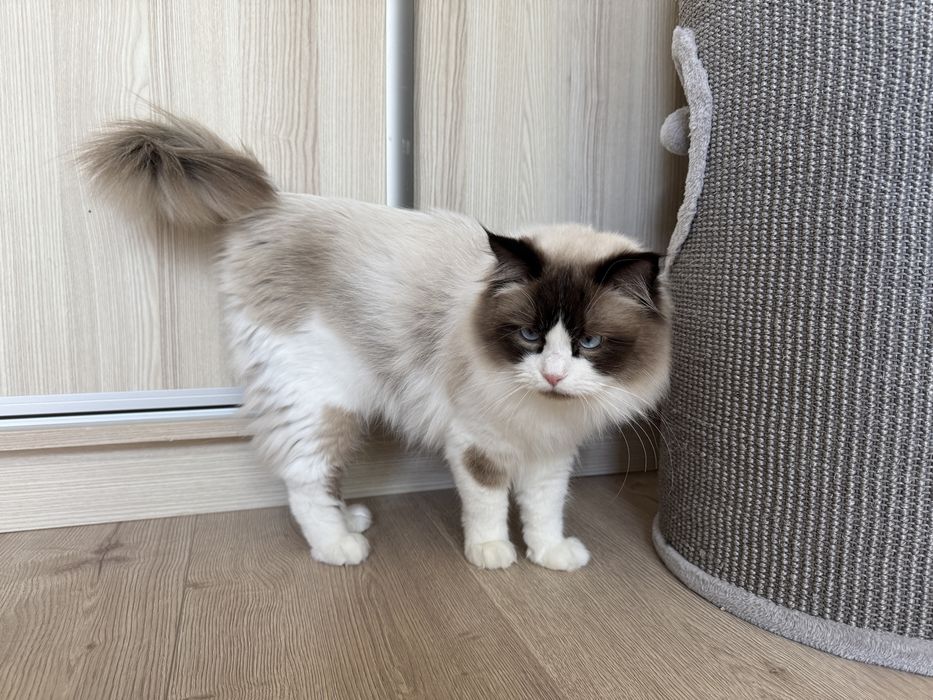 Kot rasy ragdoll