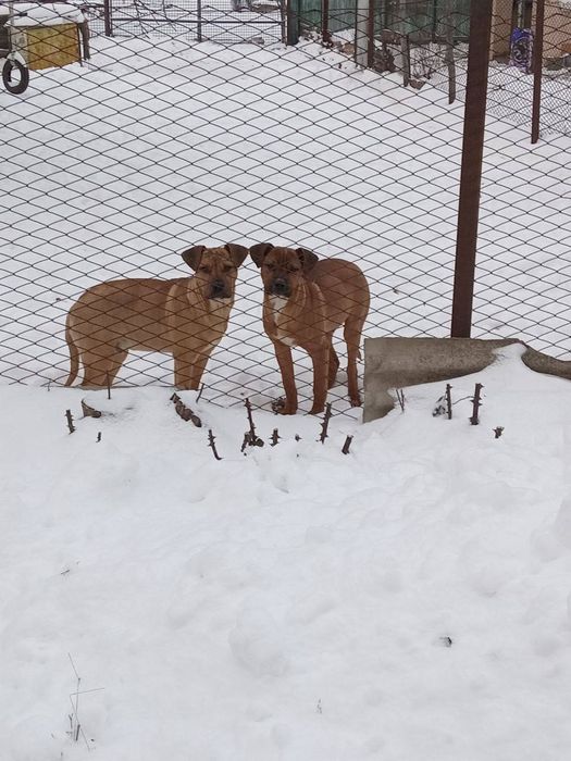 Собаки срочно бесплатно
