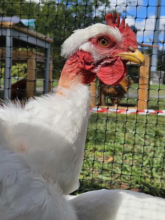 Ovos de Galinha Branca Portuguesa