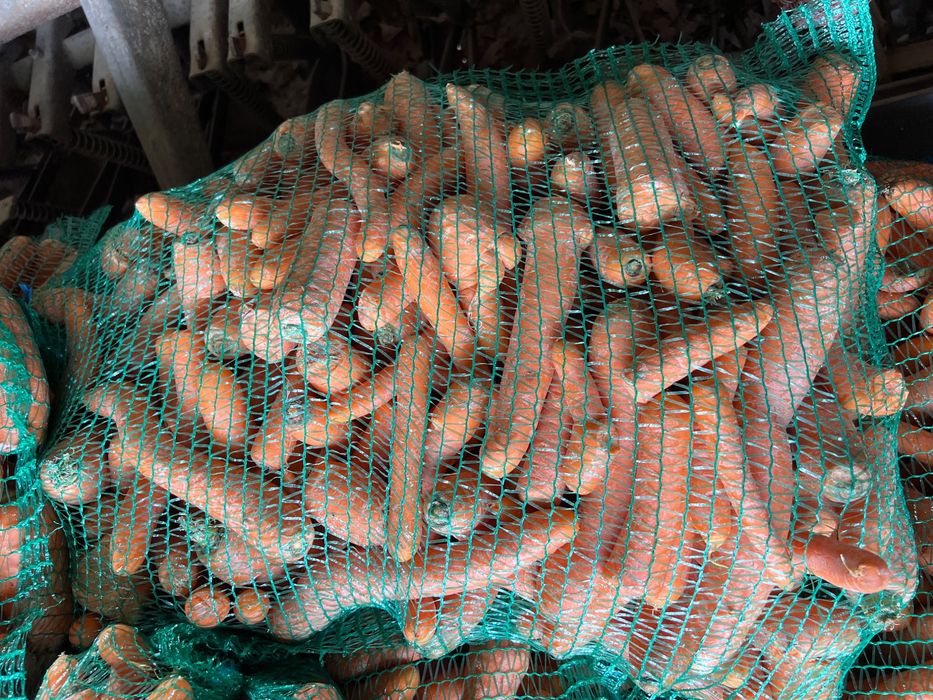 Marchew odpadowa-paszowa/Transport/Pakowane po 20 kg