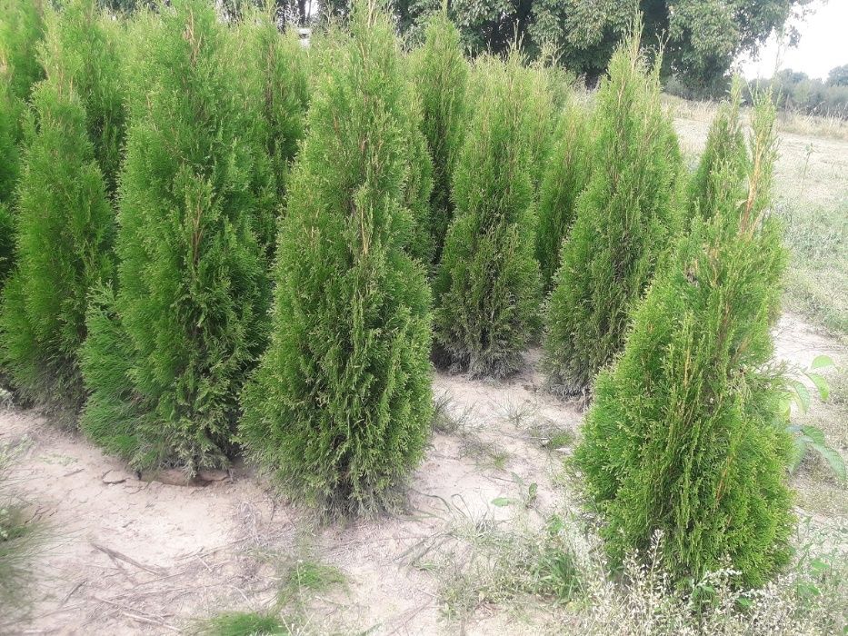 Tuja! Szmaragd, Brabant, Blue Arrow! Sadzimy! Dostawa! Do 250 cm!