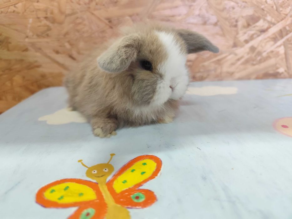 HODOWLA PIĘKNE Mini Lop Karzełek Rex królik miniaturka baranki teddy