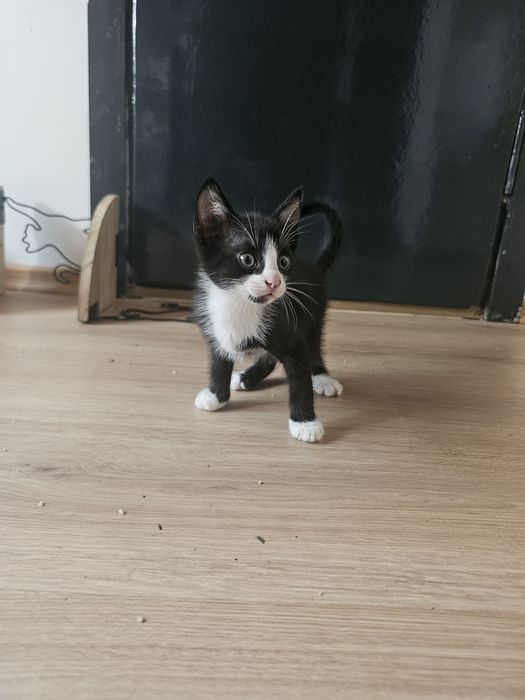 kotki do adopcji